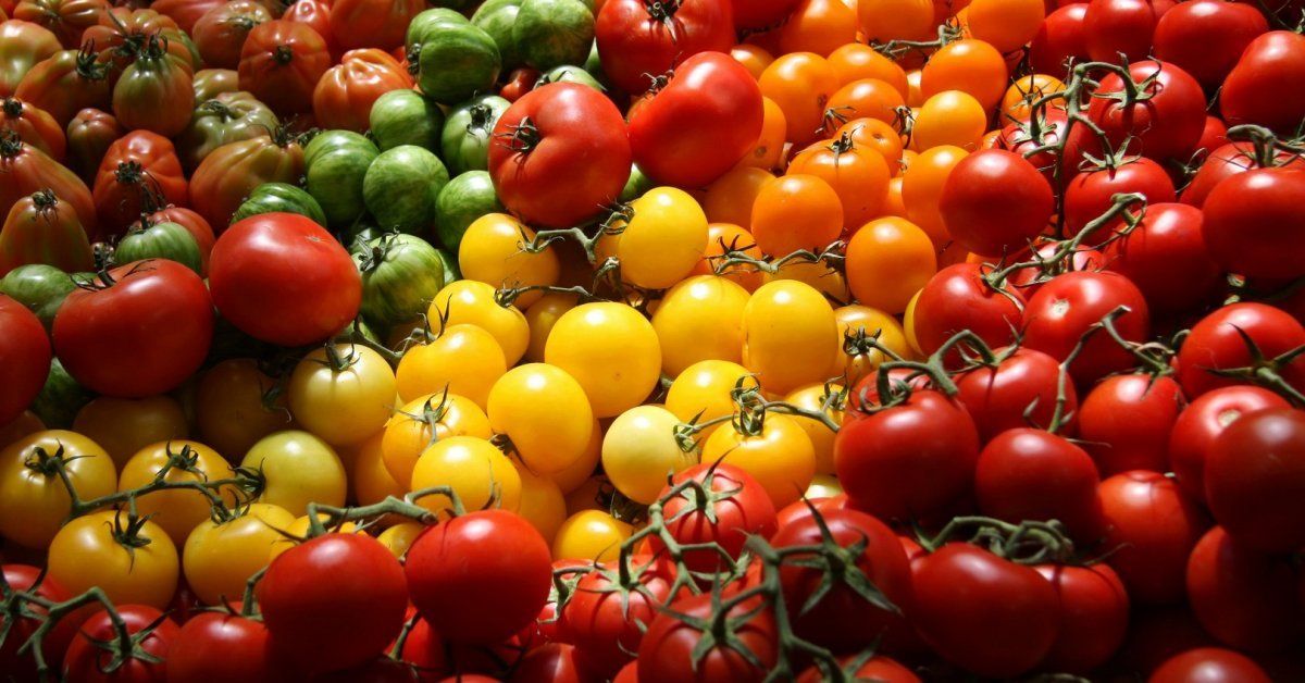 Крупноплодные томаты: большие, вкусные и урожайные
