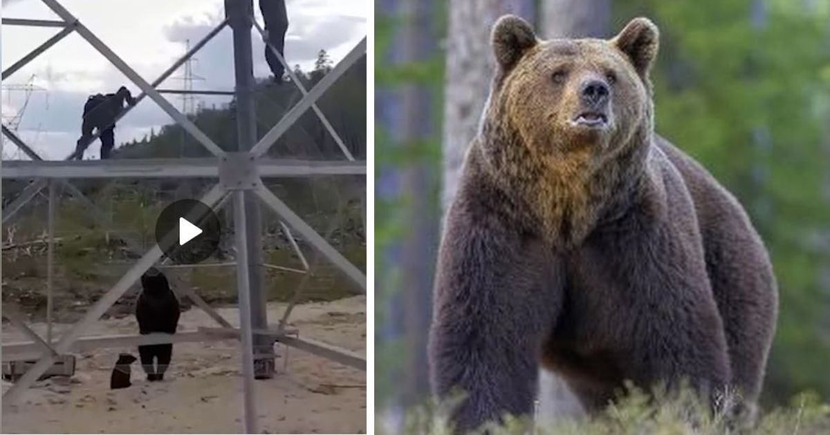 Медведица загнала на опору ЛЭП двух парней: есть видео