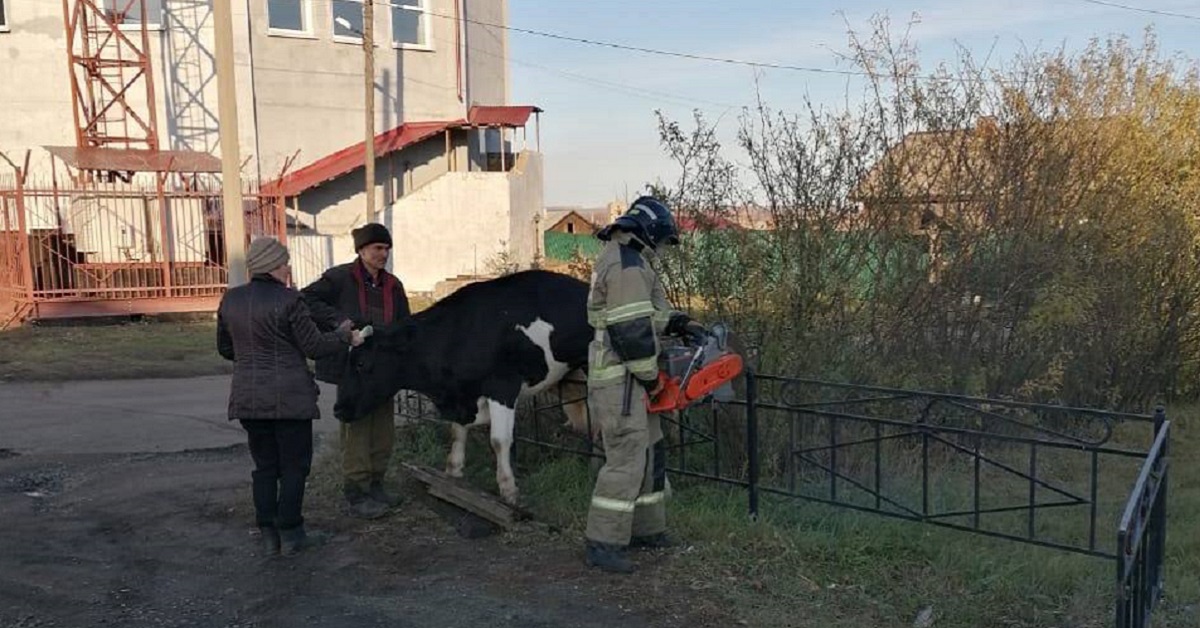 Корова повисла на заборе – на подмогу пришли пожарные