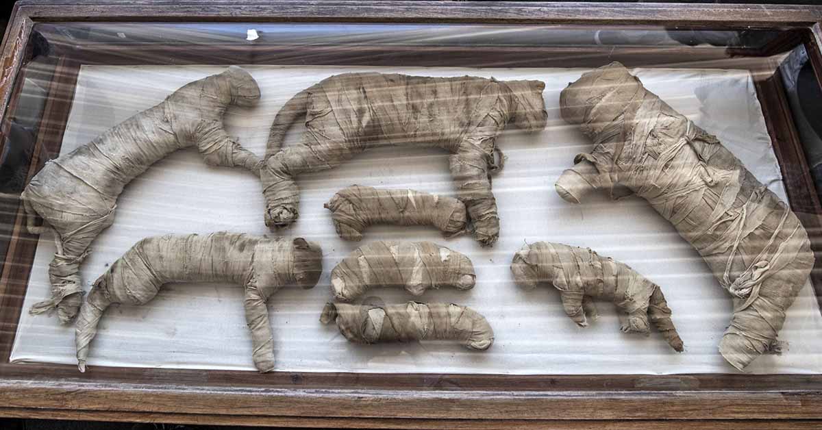 В Египте откопали «музей» мумий животных и птиц