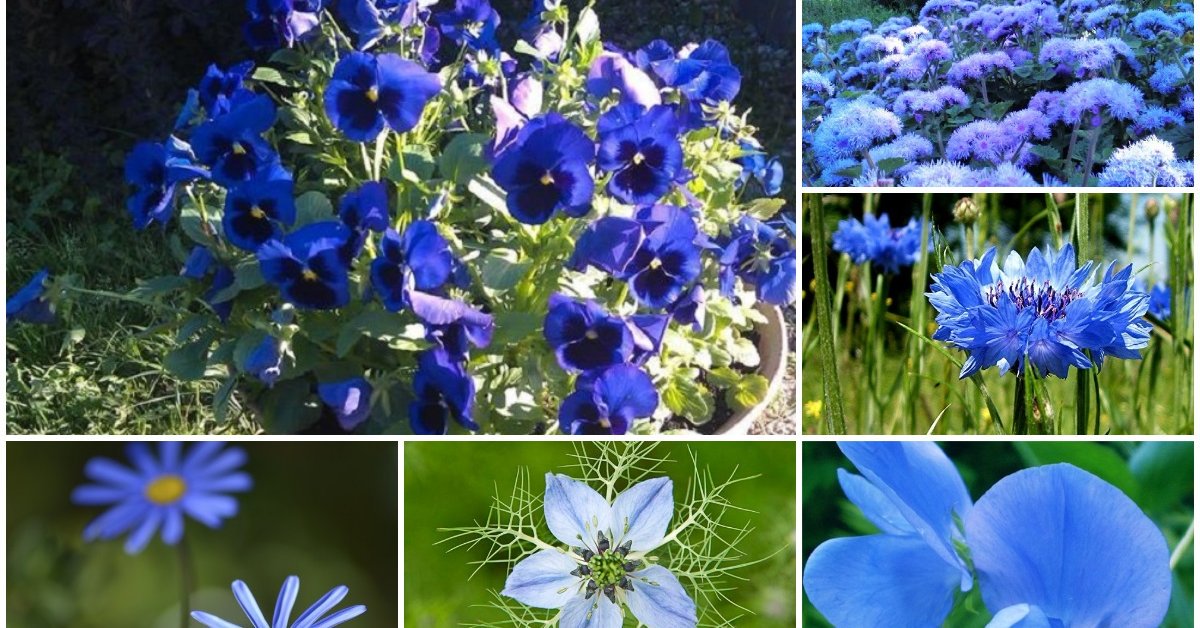 Синие цветы в природе встречаются не часто