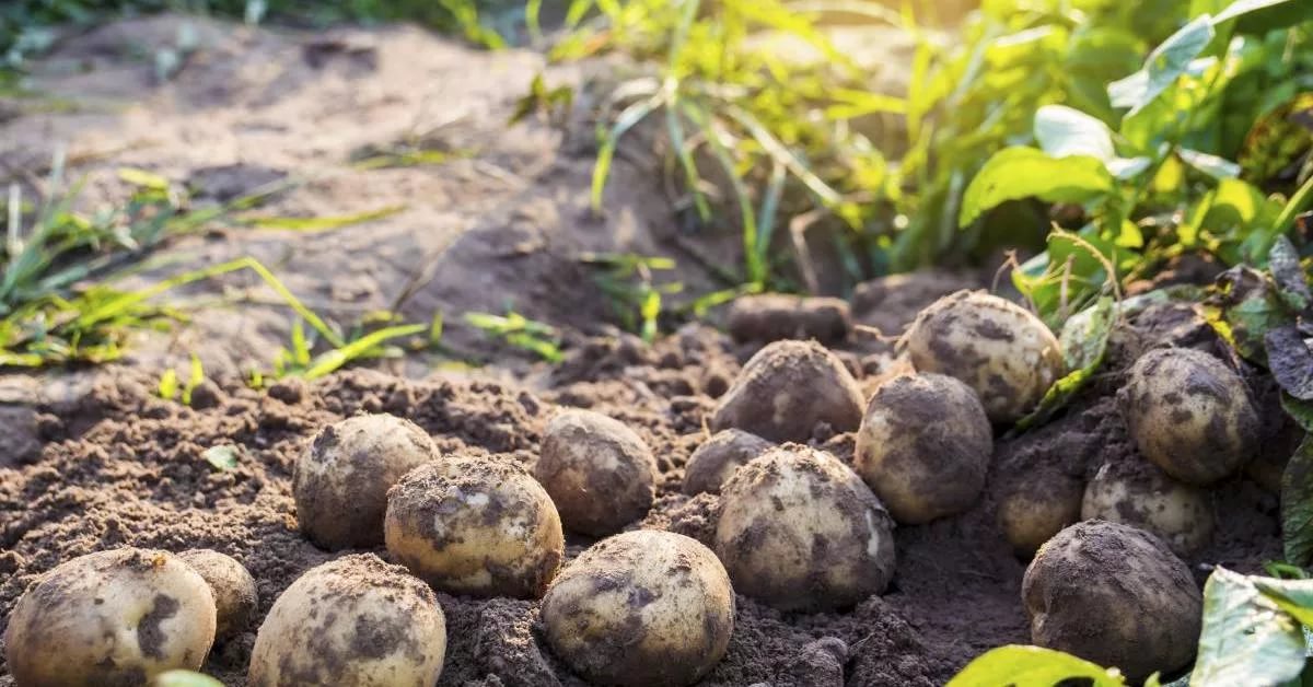 Что такое израстание картофеля?