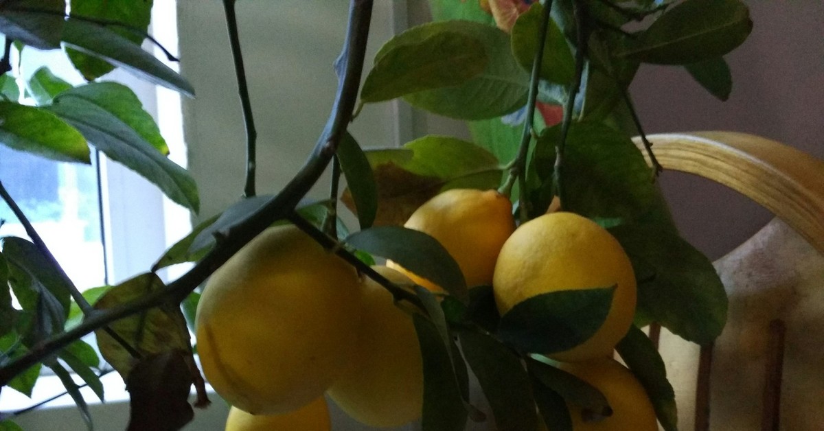 комнатный лимон