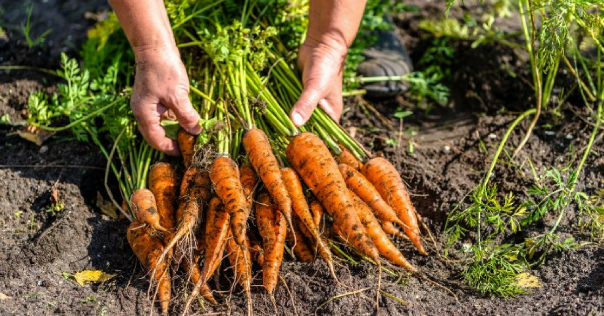 Секреты уборки моркови