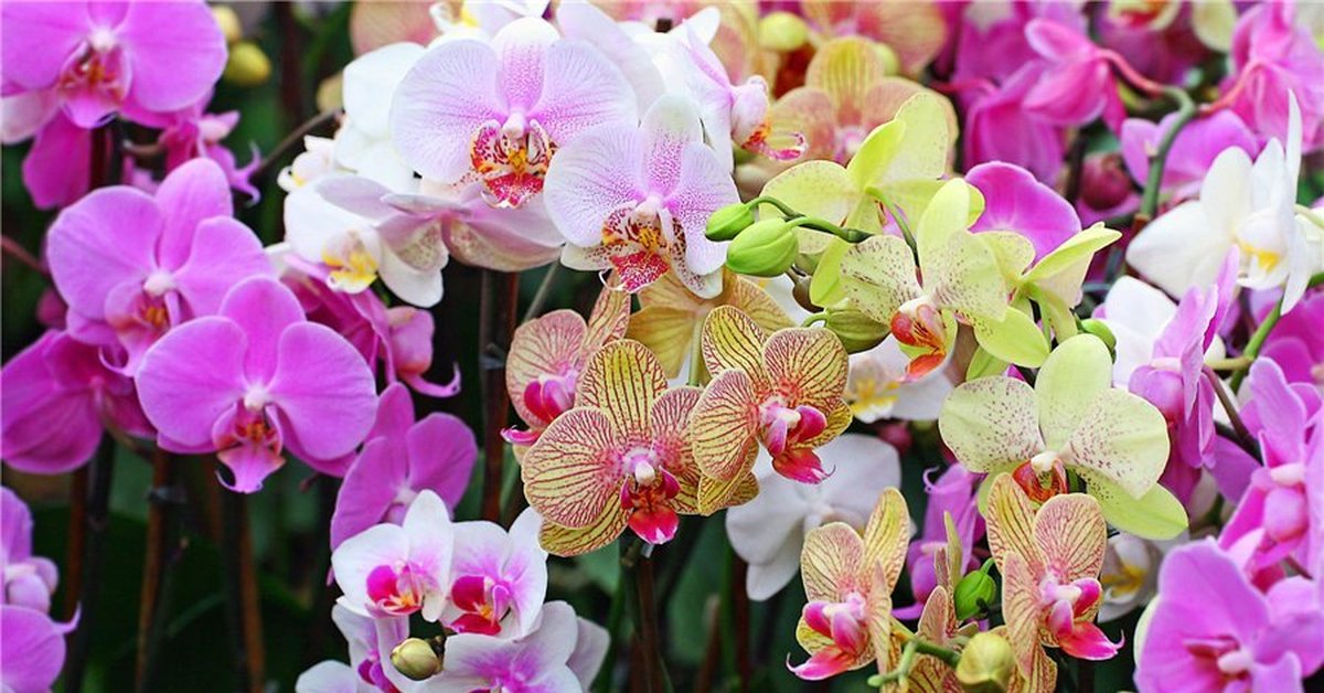 Цимбидиум — подойдет начинающим любителям орхидей