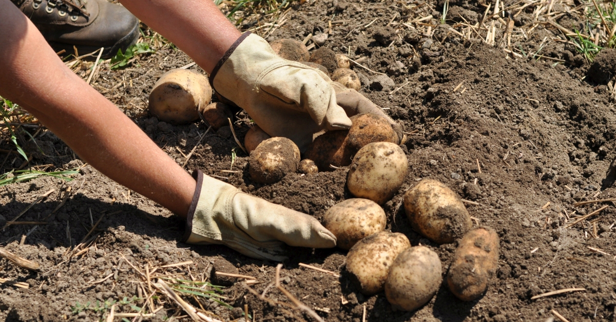 Высокие урожаи картофеля в будущем году будут зависеть от правильного выбора сортов и качества посадочного материала.