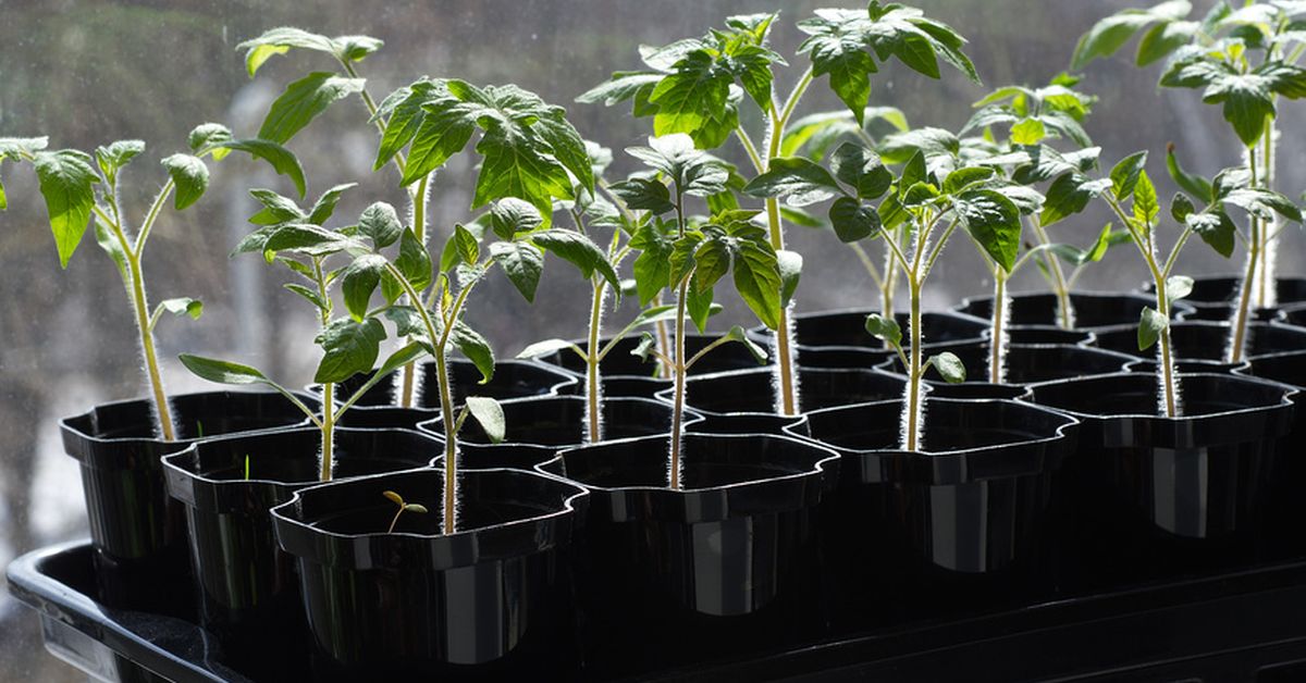 Регулировать рост рассады томатов можно подкормками удобрений