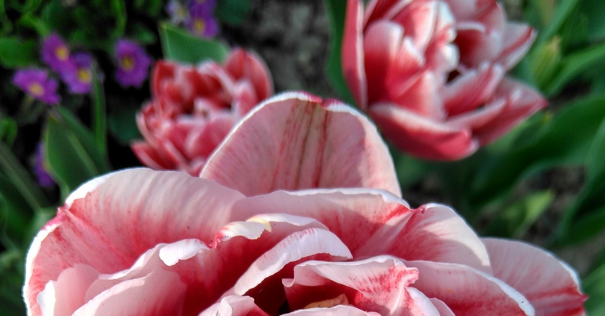 пестрые тюльпаны