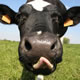 Чем полезно молозиво коров?