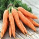 Морковь: несколько секретов, как вырастить хороший урожай 