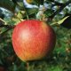 Декоративная яблоня Роялти – украшаем свой сад