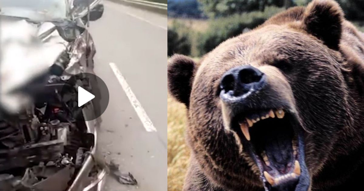 Сбитый хабаровчанином медведь отомстил, напав на автомобиль