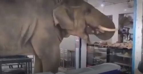 Слон в магазине