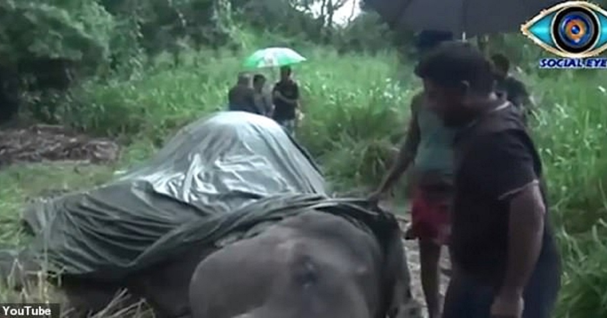 На Шри-Ланке от изнеможения умер слон. Он катал туристов