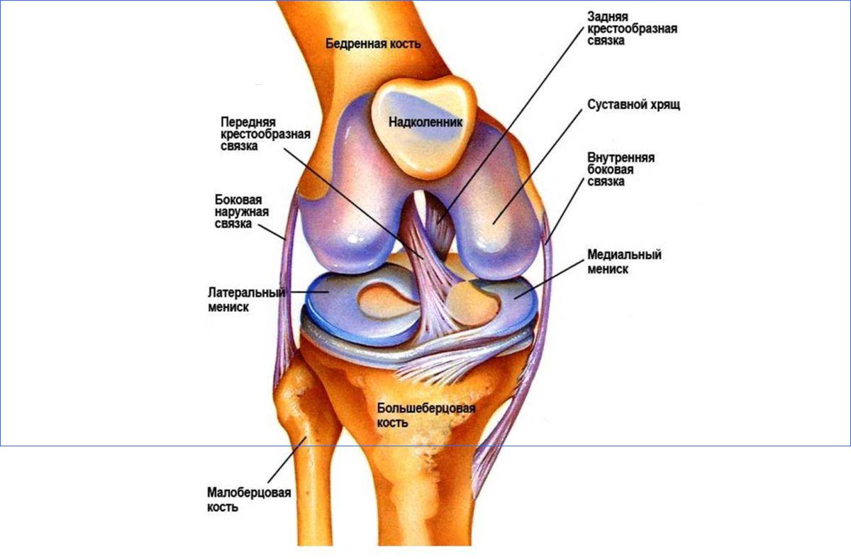 Сустав человека строение анатомия. Строение коленного сустава и связок. Коленный сустав строение анатомия связки. Строение коленного сустава и связок человека. Крестообразные связки коленного сустава анатомия.