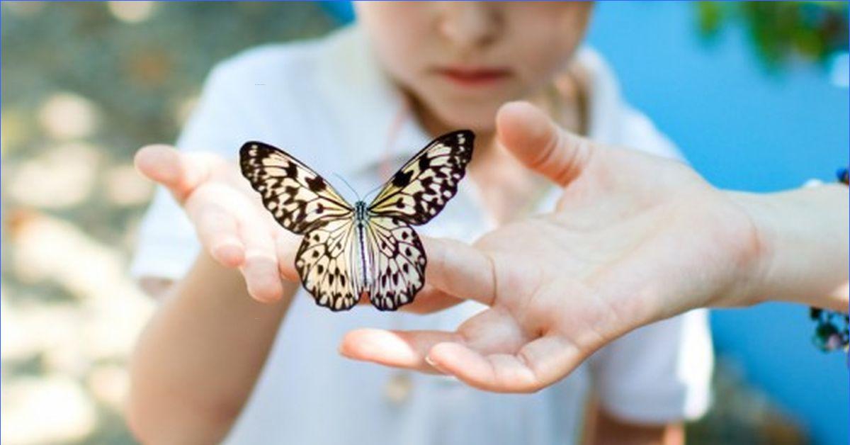 День изучения бабочки. Бабочка для малышей. Бабочка для мальчика. Особые дети.