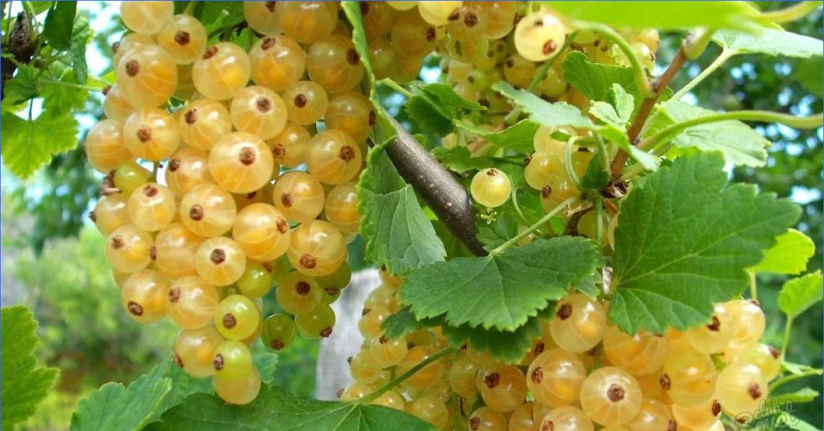 Белая Смородина Фото Ягод
