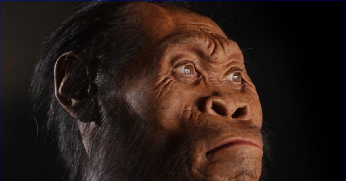 Homo naledi