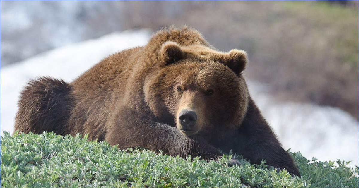 Аю дж. Дальневосточный бурый медведь. Сихотэ-Алинский заповедник медведь. Камчатский бурый медведь. Бурый медведь Сихотэ Алинь.