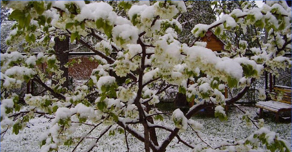 Яблоня вологодское зимнее фото