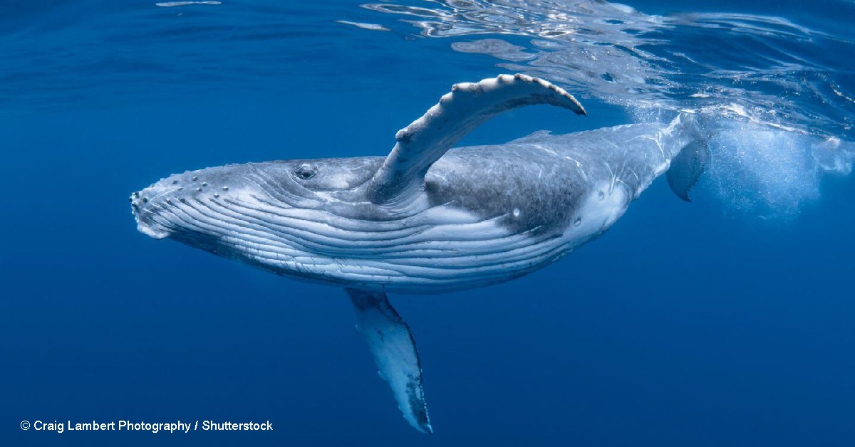 В Териберке успешно завершилась операция по спасению горбатого кита, запутавшегося в сетях