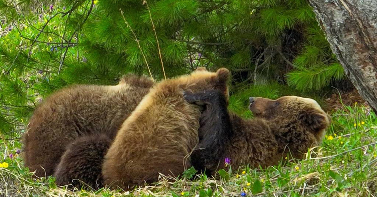 На Алтае засняли медведицу во время кормления детенышей