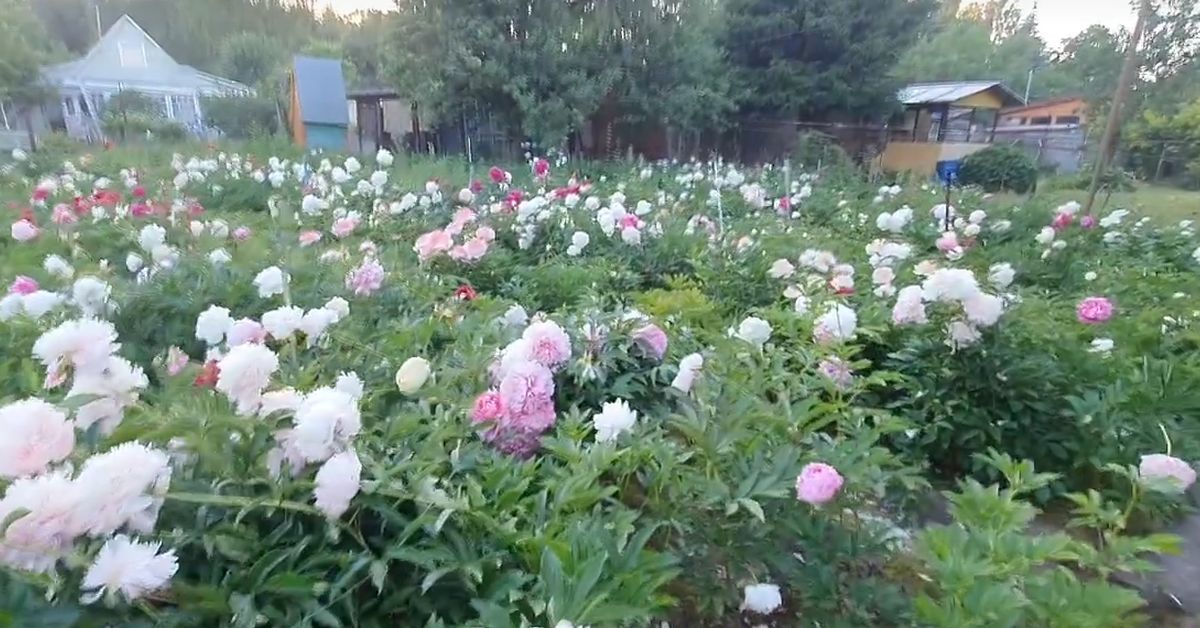 Московский цветовод много лет создавал роскошный сад для своей любимой