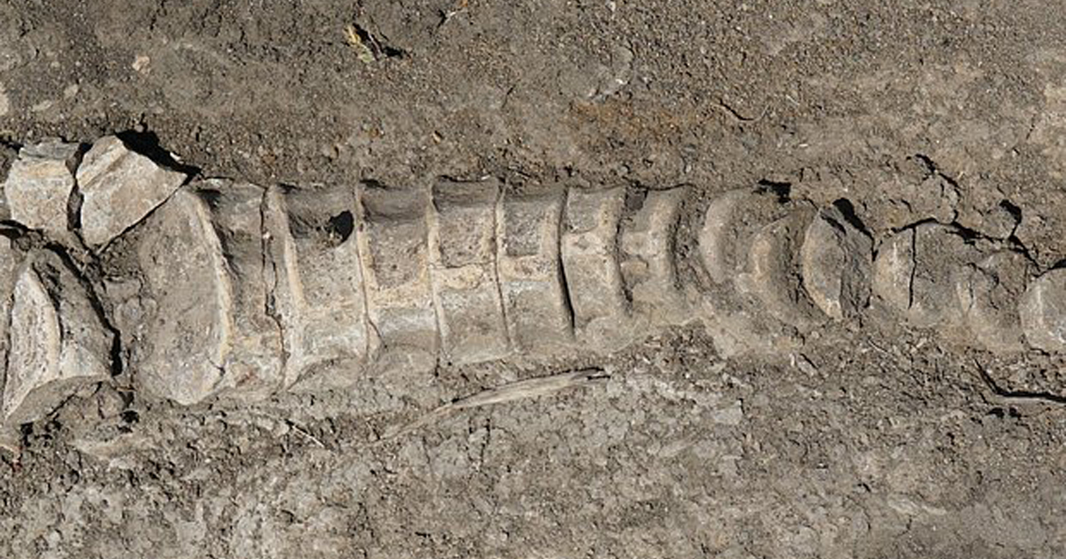 Тракторист из Самары нашел скелет ихтиозавра