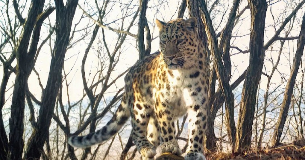 Имя маме семейства дальневосточных леопардов выбирает ВТБ