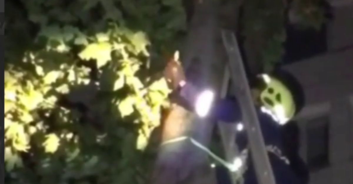 В Москве пойман сбежавший из дома полоз по кличке Маргарита Владленовна В Москве пойман сбежавший из дома полоз по кличке Маргарита Владленовна