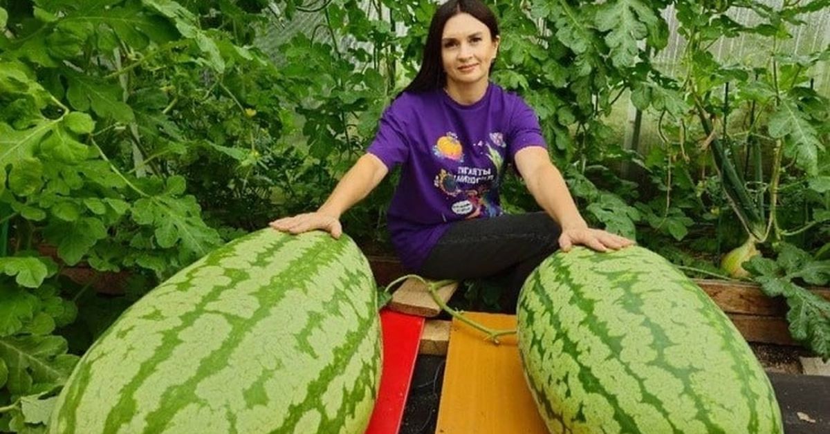 Жительница Иркутской области вырастила этим летом два арбуза-гиганта