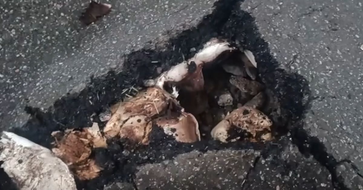 В Санкт-Петербурге на асфальте появились грибы