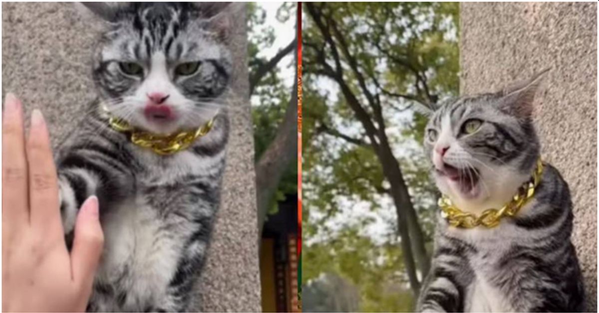 Кот, проживающий в храме в Китае, умеет «давать пять»