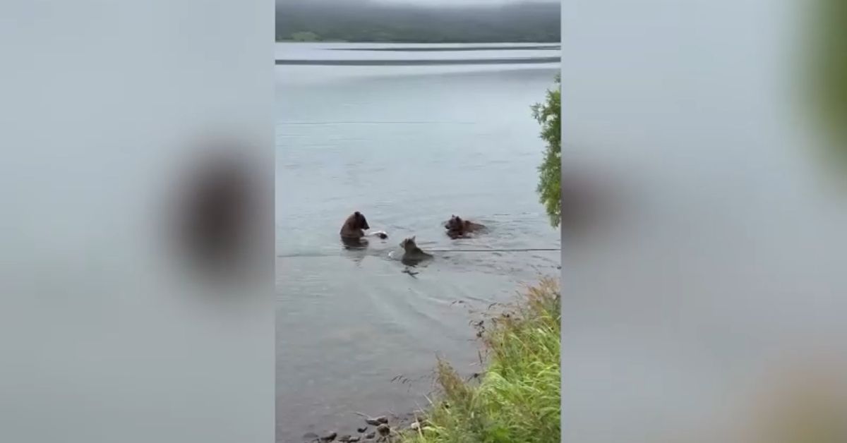 На Камчатке подружились три медведицы