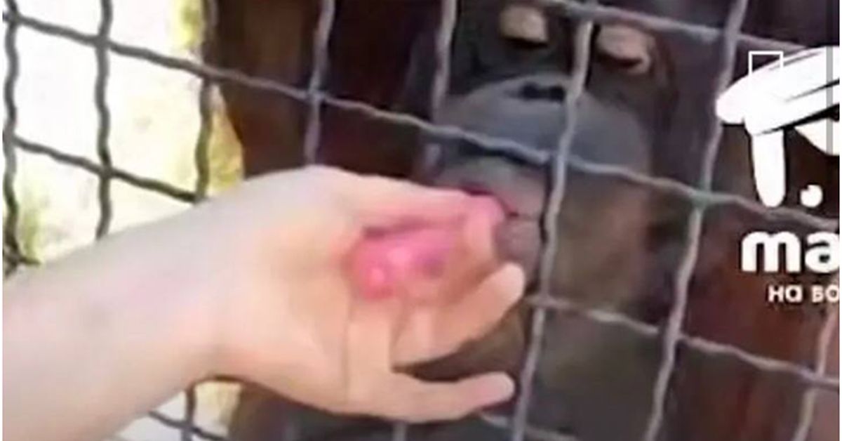 Обезьяне, которая покурила вейп, стало хуже