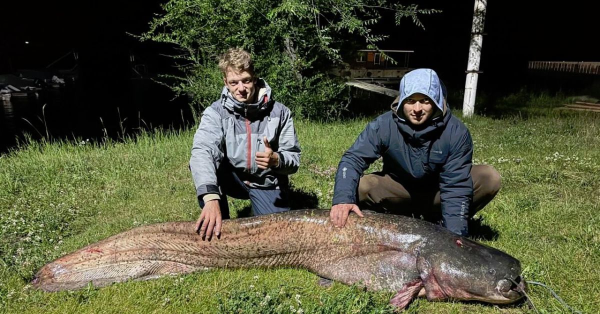 Гигантского сома поймали рыбаки на Каме