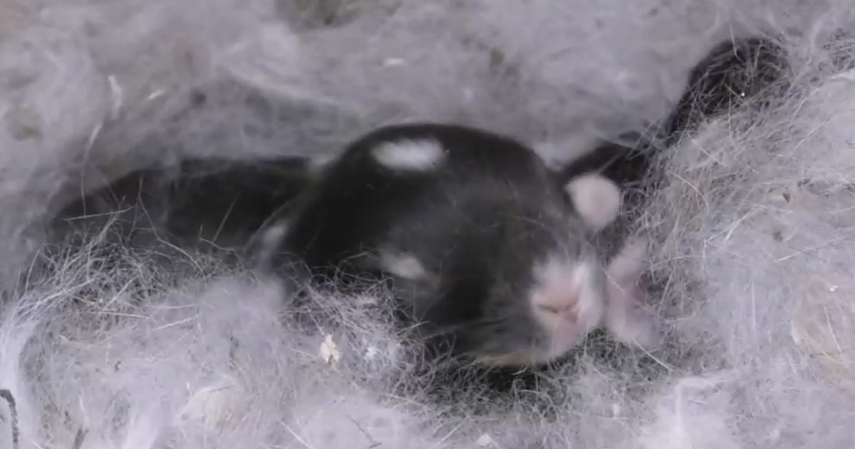 Весят меньше ста граммов: в «Иркутском зоосаде» родились крольчата