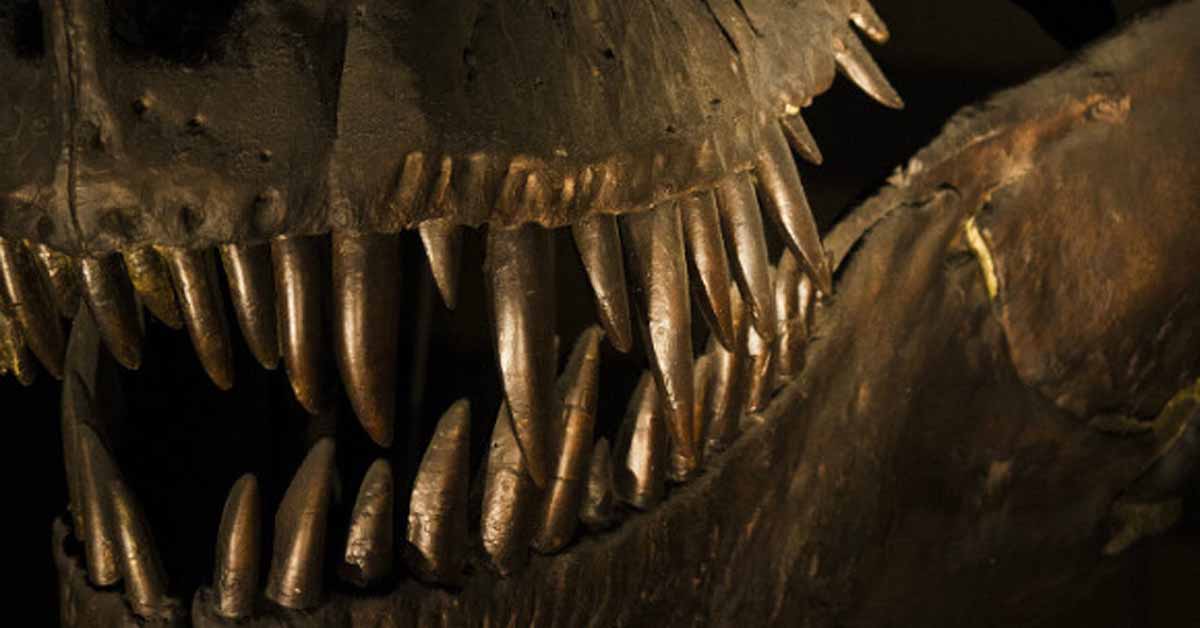 Найдены первые динозавры на территории Ирландии