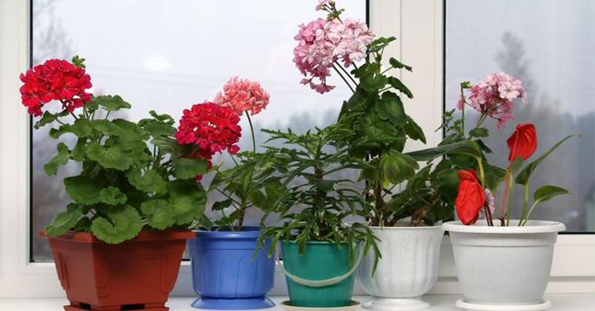 Уход за комнатными растениями летом