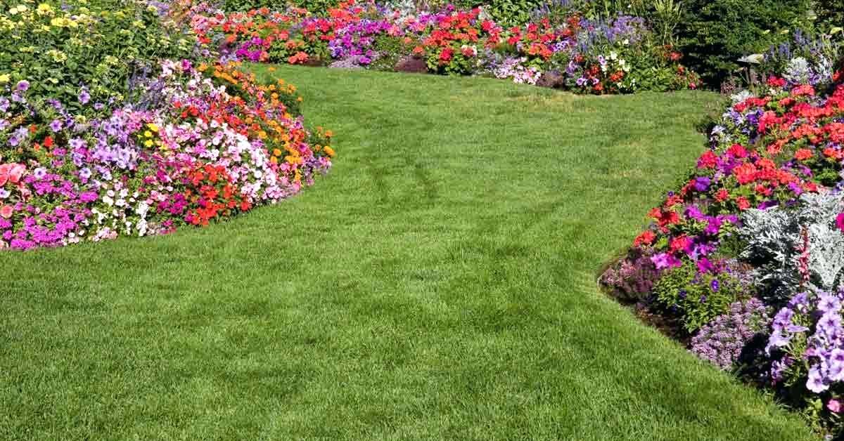 Астра — цветок для самых занятых садоводов