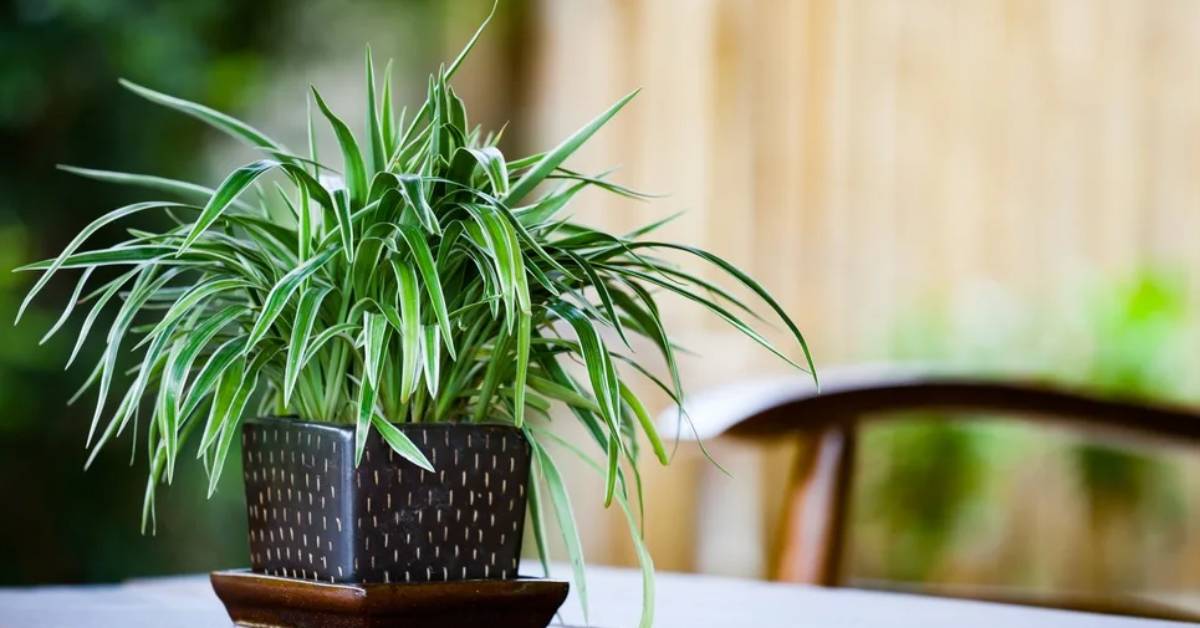 Идеальное растение для городской квартиры — какое оно?