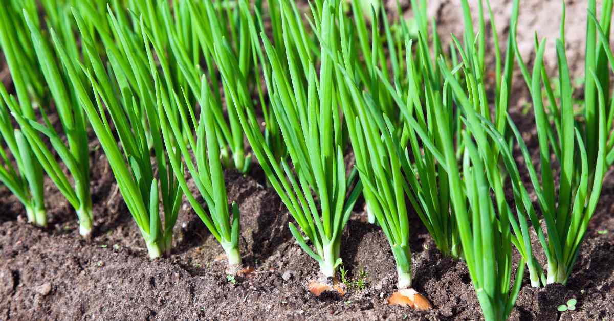 Зеленый лук — продукт капризный, но и его можно сохранить надолго