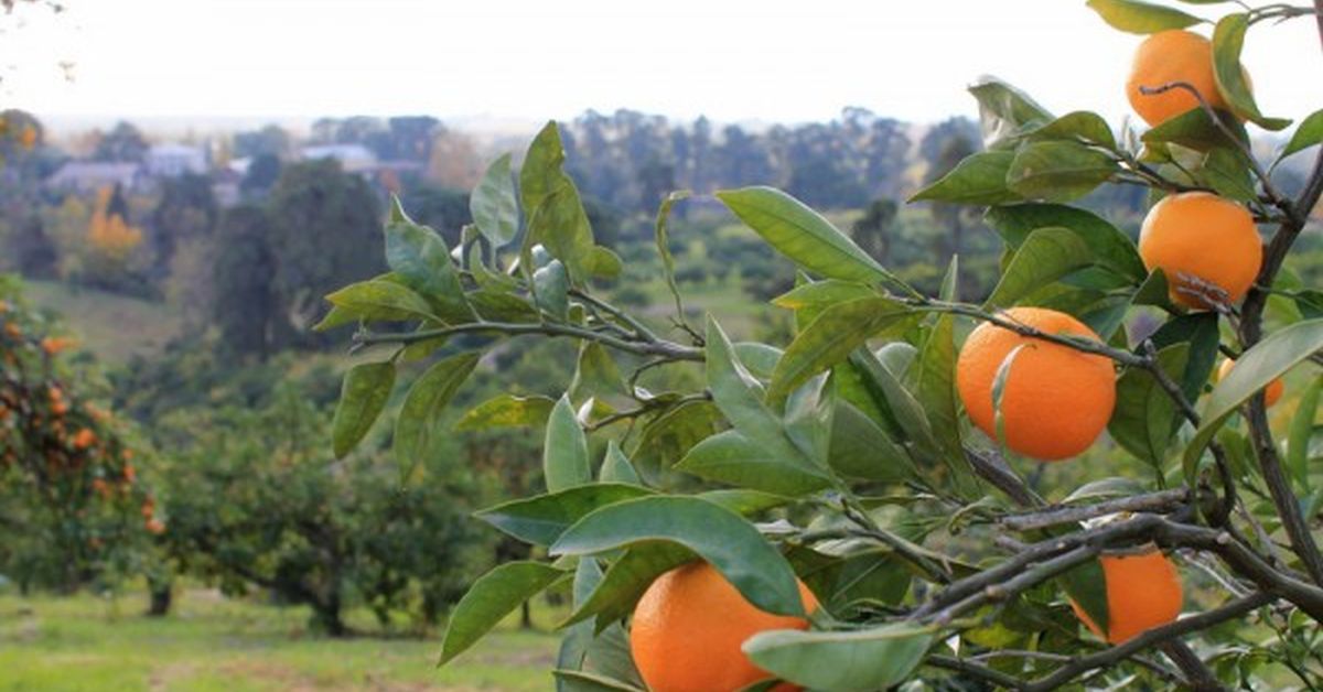 В Абхазии созрел рекордный урожай мандаринов к Новому году 