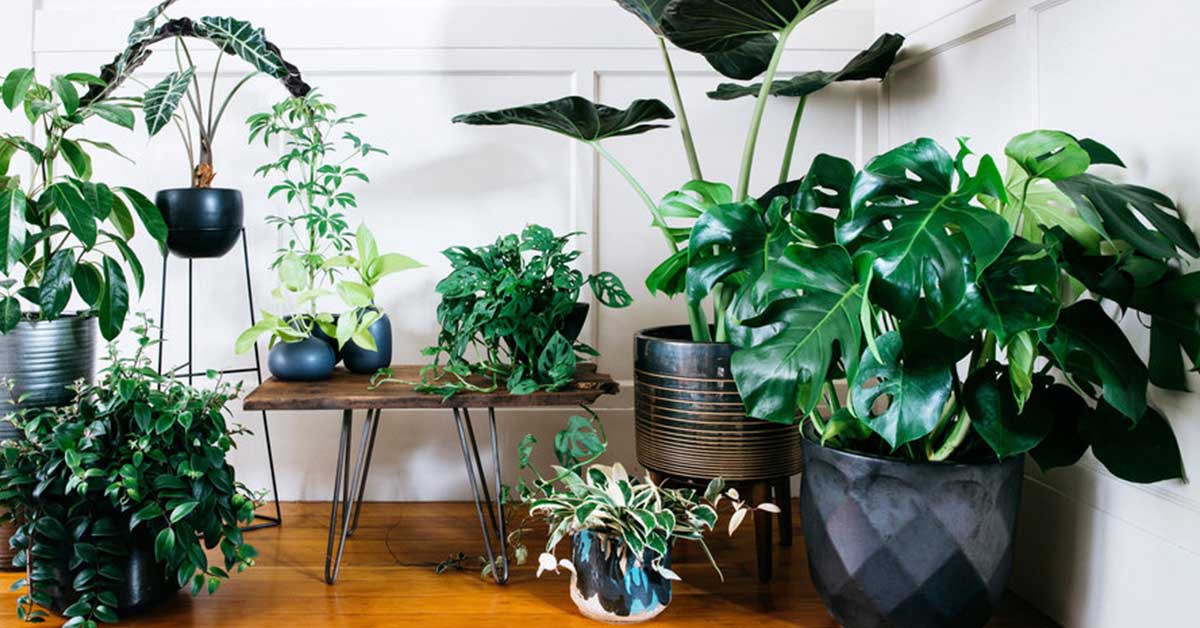 Опасные комнатные растения: будьте осторожны, выращивая их