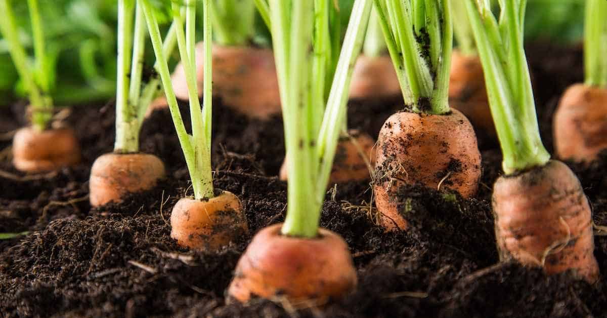 Способ хранения овощей – не выкапывать из земли?