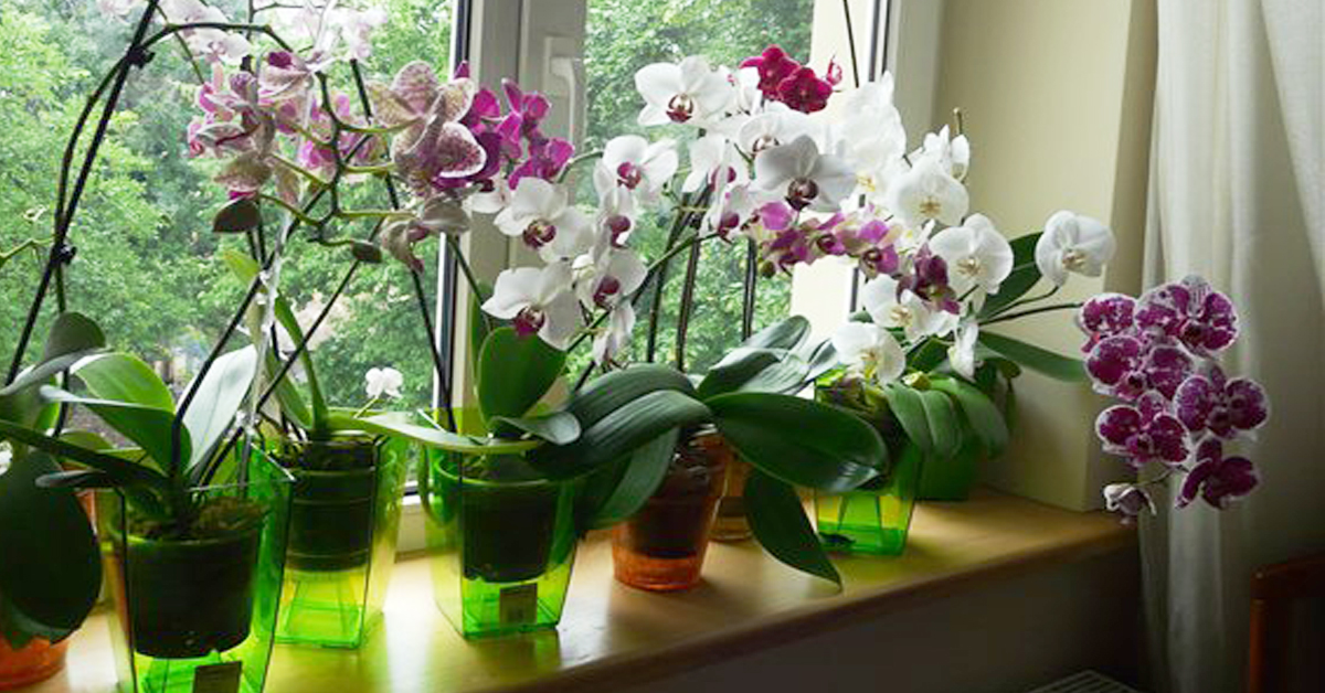 Орхидею стоит поливать и перекисью водорода