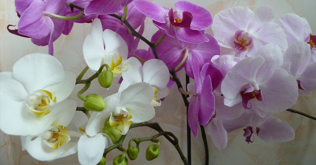 На листьях орхидей появились пятна — разберемся в причинах