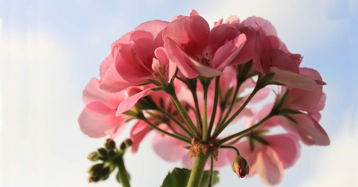 Пеларгония тюльпановидная — редкая красавица