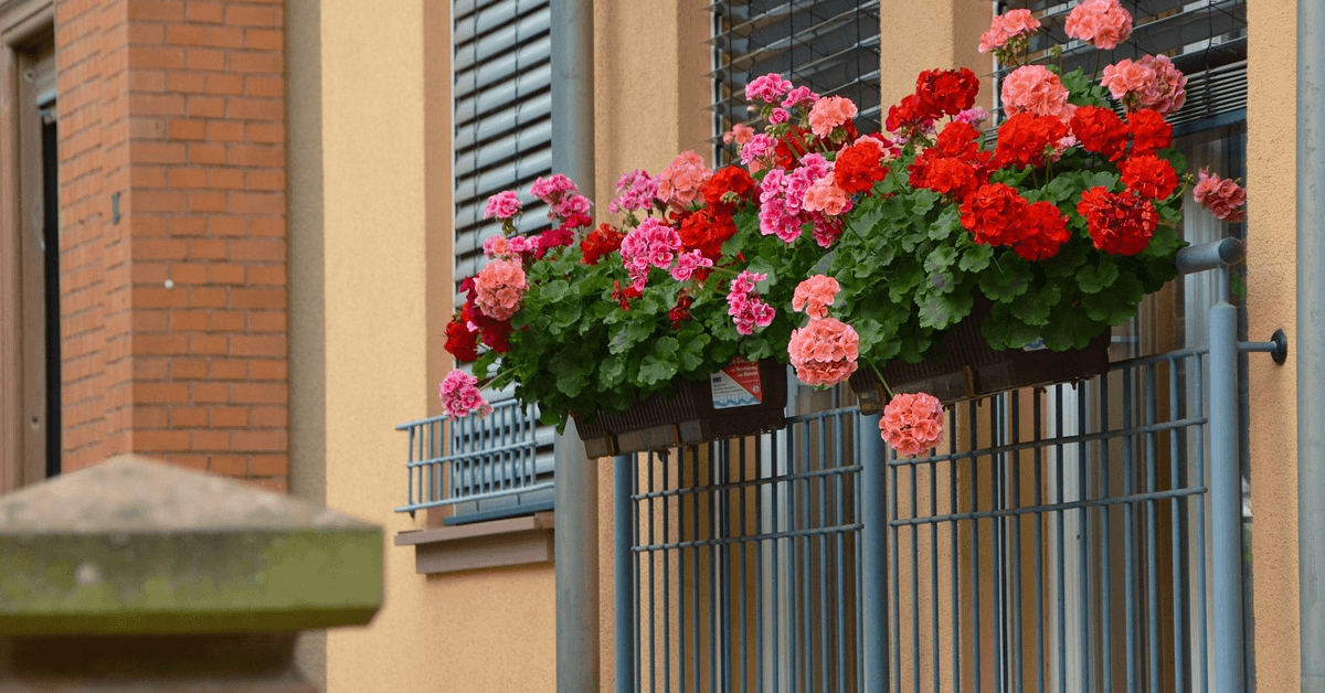 Сложности в оформлении балконного сада