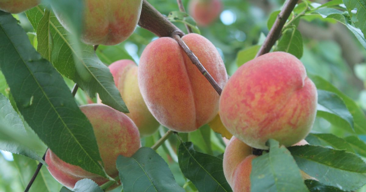 Как ухаживать за персиком в саду осенью